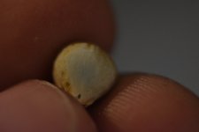 DSC_1606.JPG