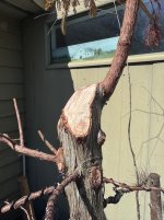 IMG_3296.jpeg