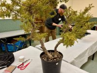 Itoigawa_PreBonsai_02FEB2025.jpg Itoigawa_PreBonsai_02FEB2025.jpg