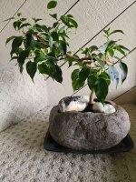 Ficus-Benjamina-in-Rock-1_20250227.jpg