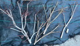 burning_bush_chop_damage_cam_2025-03-02.jpeg burning_bush_chop_damage_cam_2025-03-02.jpeg