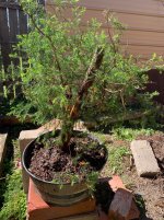 split cedar.jpg