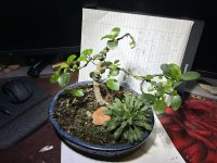 IMG_3577.jpeg