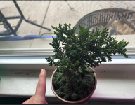 JuniperBonsai.png JuniperBonsai.png