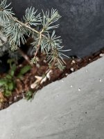 IMG_7036.jpeg