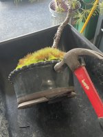 IMG_7651.jpeg