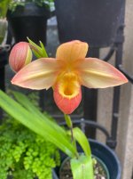 IMG_3595.jpeg