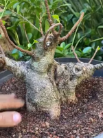 1741618577641.png 1741618577641.png