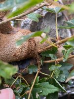 IMG_2491.jpeg