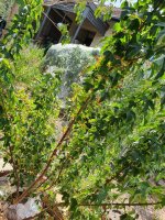 sick leaves air layer trident 2025.jpg