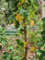 sick leaves close up air layer trident 2025.jpg