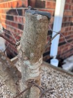 IMG_0102.jpeg