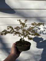 IMG_4623.jpeg