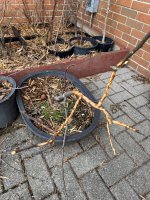 IMG_1409.jpeg