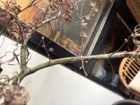 IMG_0487.jpeg
