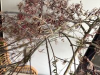IMG_0486.jpeg