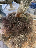 IMG_3818.jpeg