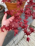 IMG_4695.jpeg