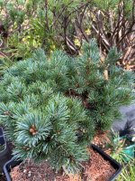 IMG_4934.jpeg