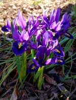Netted Iris.jpg