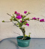 IMG_2962.jpg