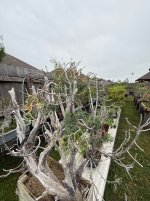 IMG_7635.jpeg