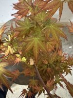 IMG_5288.jpeg