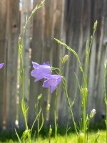 IMG_3529.jpeg