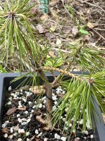 IMG_1874.jpeg