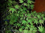 Kashima_leaf_March_2015_resize.jpg