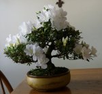 DSC00774-1.jpg