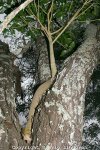 20110904Da-EL-013-MG-13945-Strangler-Fig-tree-Brisbane-Australia-EL-PS.jpg