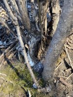 IMG_1737.jpeg