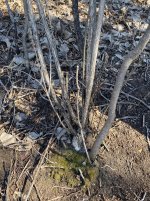 IMG_1736.jpeg
