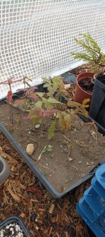 IMG_20250409_171301.jpg