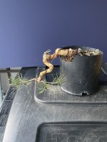 IMG_7936.jpeg