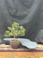IMG_3542.jpeg