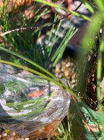 IMG_4204.jpeg