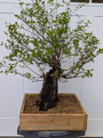 birch2.jpg