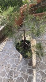 pine.jpg