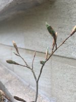 Beech buds.jpg