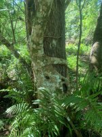 tree over tree 2.jpg