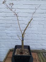 ApKiyoHime_Yamadori_20250415_IMG5161.JPEG