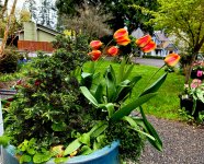 IMG_3223.jpeg