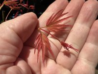 Leaves 2 IMG_0789.jpeg Leaves 2 IMG_0789.jpeg