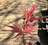 IMG_0790.jpeg