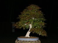 IMG_9764.jpeg