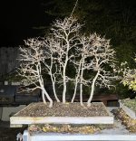 IMG_3227.jpeg