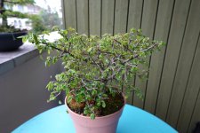 DSC01024.JPG