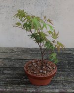 acer palmatum arakawa 2024 08 01 (9).JPG